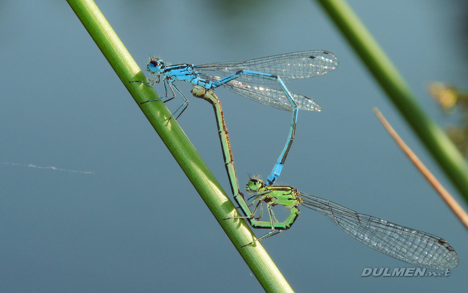 Mating Azure Bluets (Coenagrion puella)